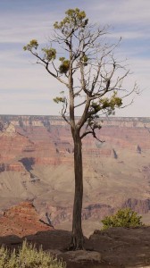 Harsh plant conditions at the Grand Canyon