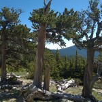 Bristlecone Pine at Mt. Goliath
