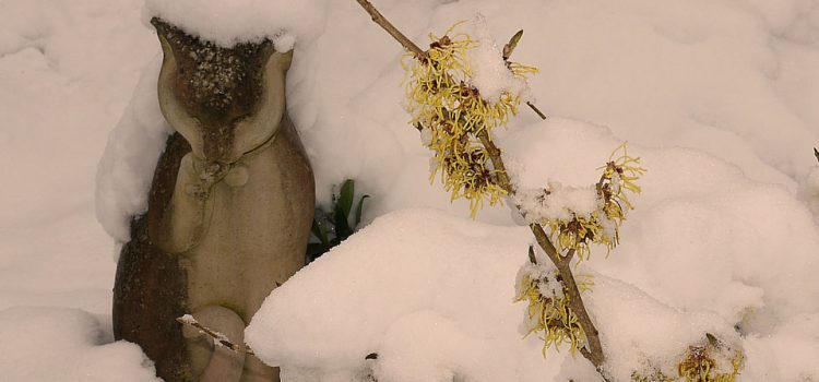Hammamelis in winter
