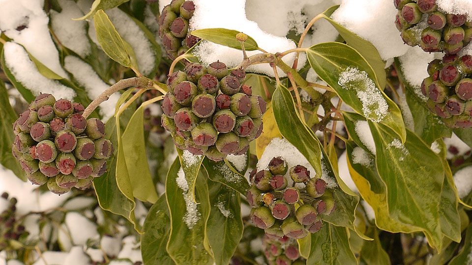 Ivy in winter
