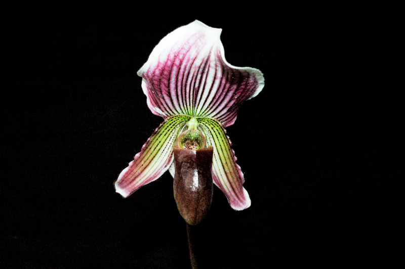 Paphiopedilum Cassandra's Fairy from the Smithsonian Gardens Orchid Collection.