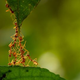 Bridge of ants between two leaves