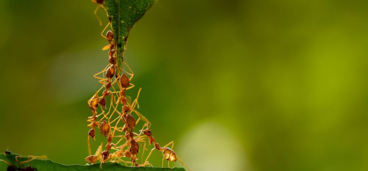 Bridge of ants between two leaves