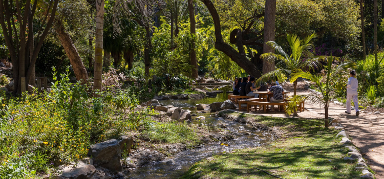 Garden of the Month – June 2026: UCLA Mathias Botanical Garden